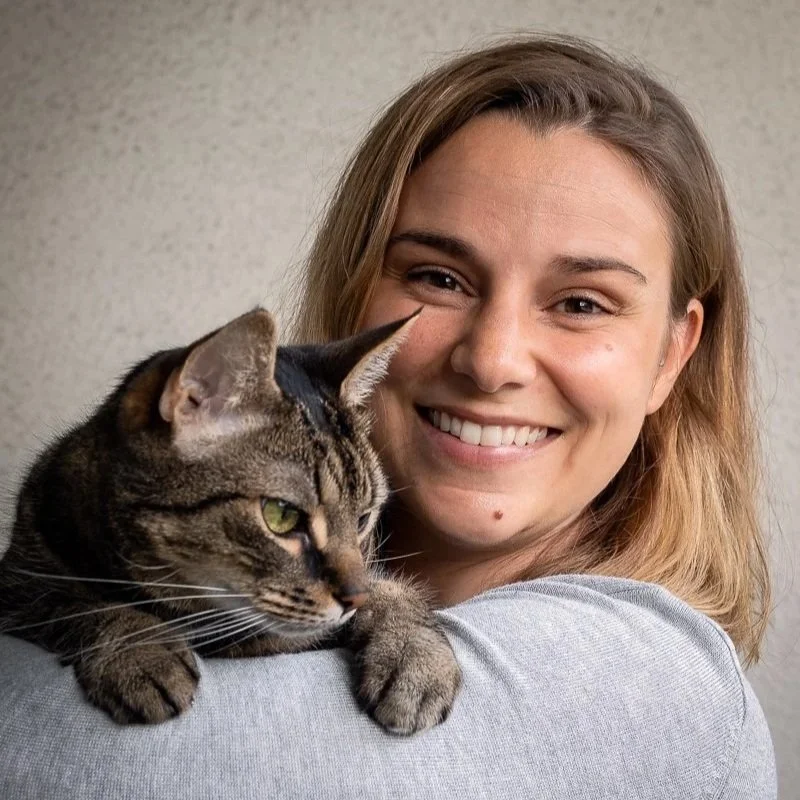 Kattvänlig hantering och vård – från konsultation till vårdavdelning