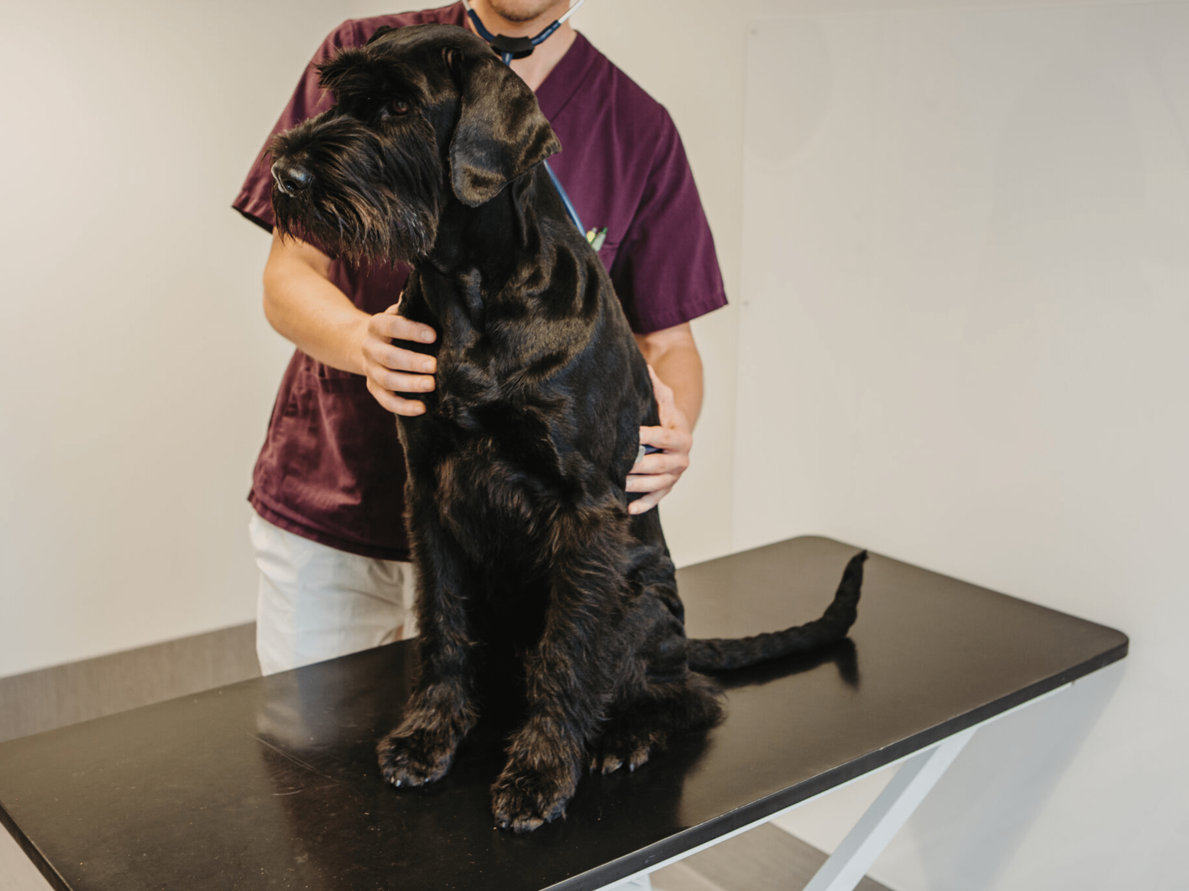 Legitimerad djursjukskötare till Alingsås Djursjukhus