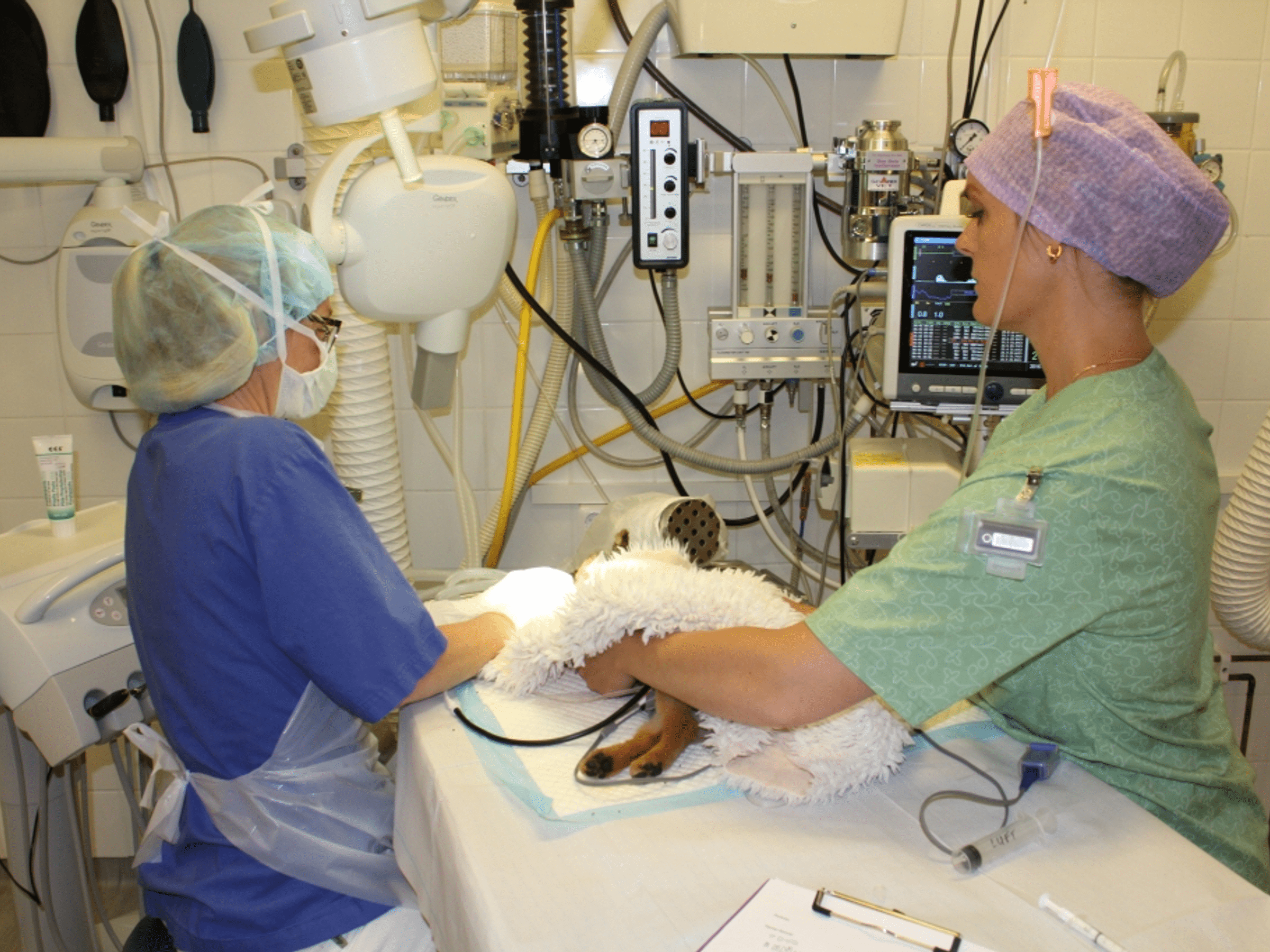 Veterinär till Blå Stjärnans Djursjukhus Borås - sommarbemanning