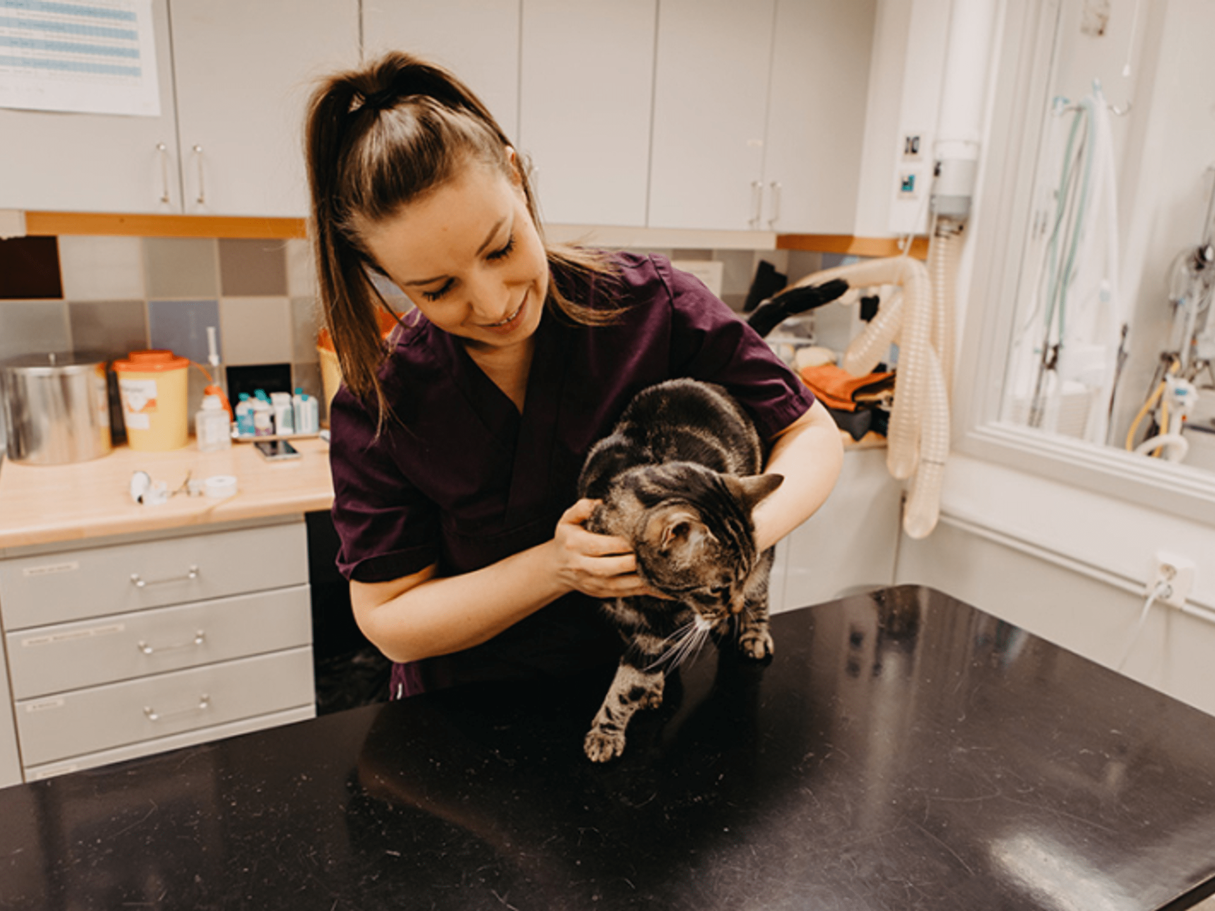 Vi söker fler leg djursjukskötare som kan söva till Stockholm