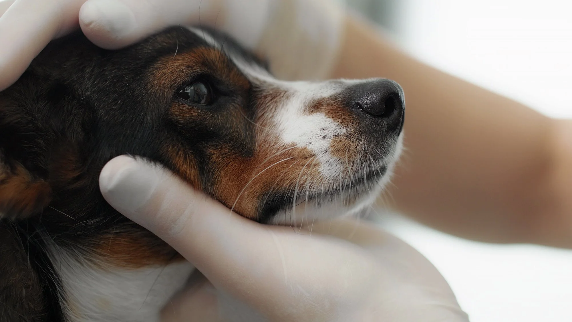 Veterinär i operationssal